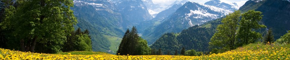 Scenic view from Braunwald (Switzerland) with blossoming field of dandelions in spring.
